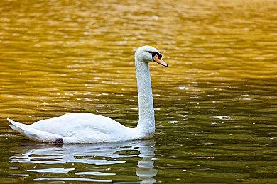 网易手游《流星群侠传》宣布停运 关闭大部分服务器